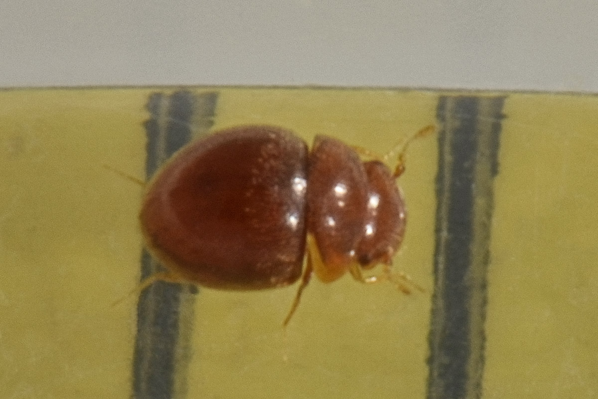 Clambidae: Loricaster testaceus? S.